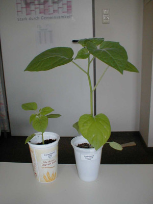 Vergleich040408.jpg