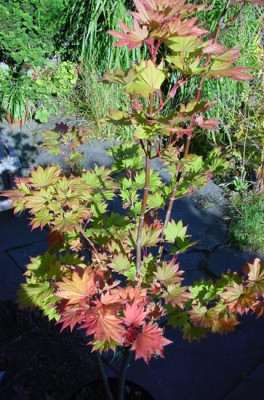 acer_shirasav_aureum.jpg