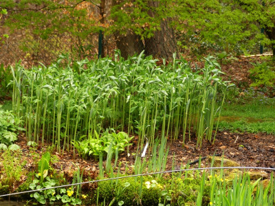 Polygonatum.jpg