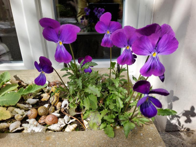 Viola wockei 1.jpg