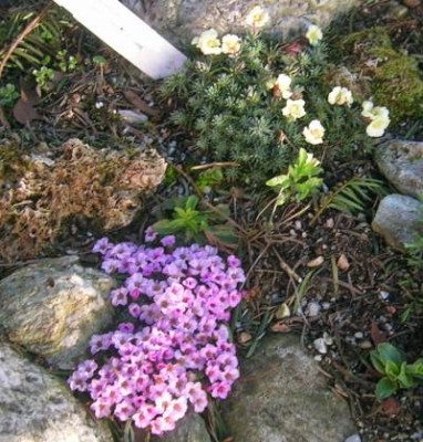 Saxifr._oppositifolia_-_rosa.jpg
