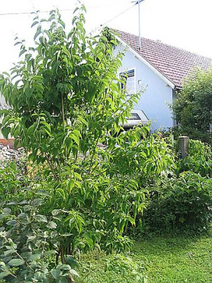 comp_Heptacodium.jpg
