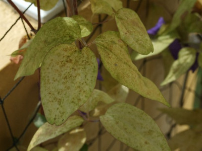clematis-krank22.jpg