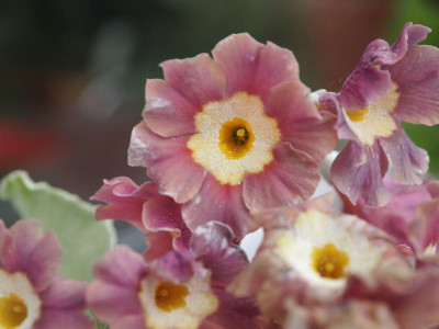 Auricula George Swinford’s Leathercoat P4260348.JPG