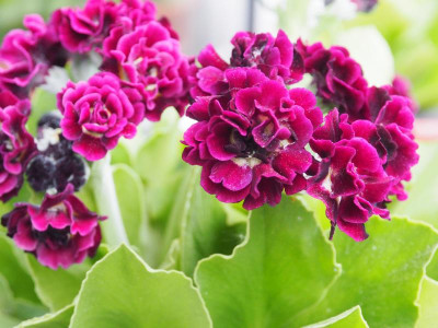 Auricula Camelot P4260350.JPG