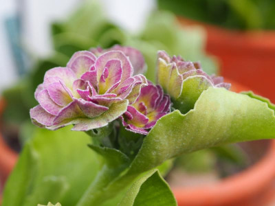 Auricula Lilac Mist P4260352.JPG