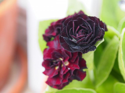 Auricula Sooty P4260354.JPG