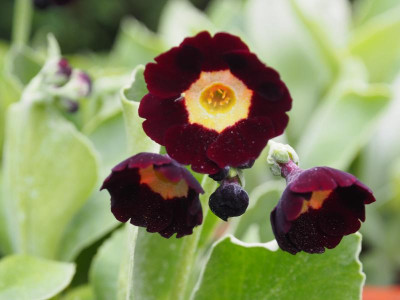 Auricula Lintz P4260356.JPG