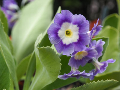 Auricula Hellblau P4260361.JPG