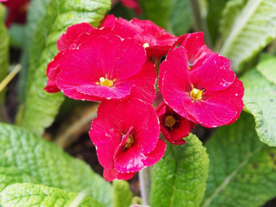 Primula Cowichan Venetian P4260364.JPG