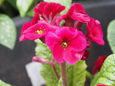 Primula Cowichan Venetian P4260365.JPG