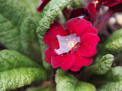 Primula Cowichan Venetian P4260366.JPG