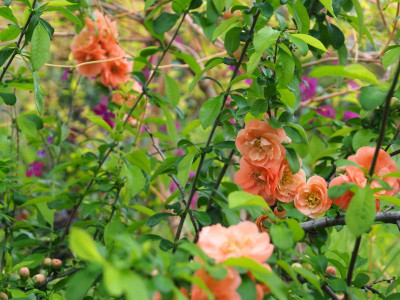 Chaenomeles Superba 'Cameo' P4260378.JPG