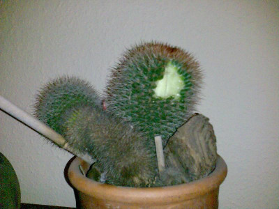mammilaria.jpg