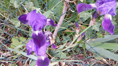 Iris 001.jpg