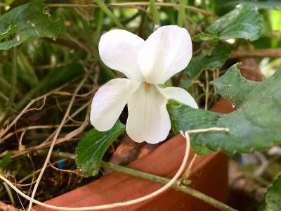 2022-04-26 Viola.jpg