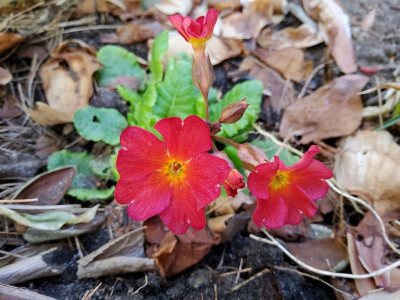 Primula Leuchtkäfer.jpg