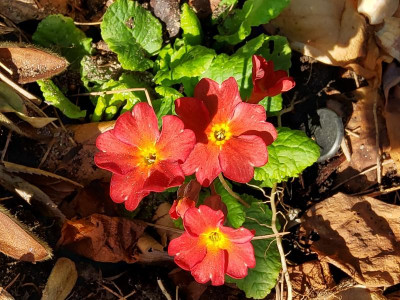 Primula Leuchtkäfer mit Tomato Red rechts oben.jpg