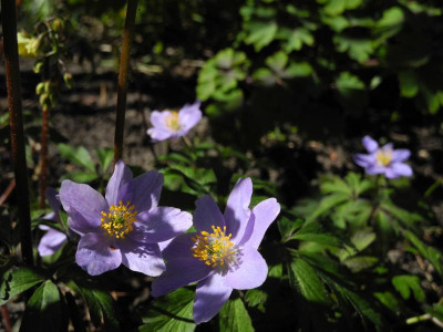 nemorosa 'Hannah Gubbay' 2022-04-16 (2).JPG
