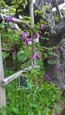 Clematis Tage Lundell.jpg