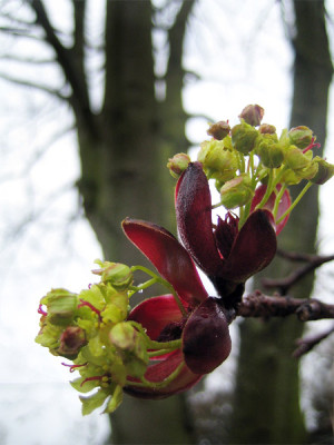 acer_faasens_black.jpg
