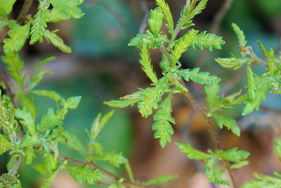 comptonia_04_2022.jpg