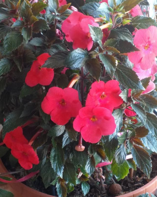 IMG_Achimenes.jpg