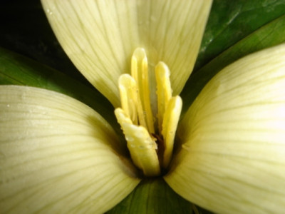 Trillium_californicum_5.JPG
