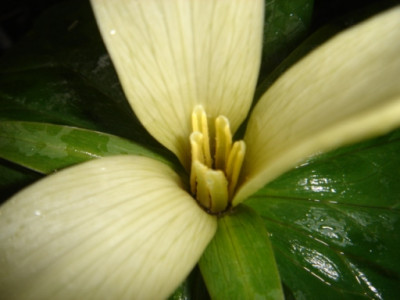 Trillium_californicum_4.JPG