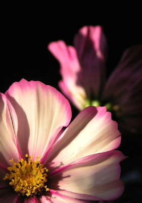 Cosmea-Okt-2.jpg