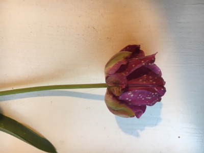 Tulpenfeuer Blüte?.JPG
