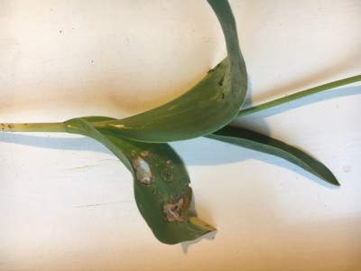 Tulpenfeuerblatt?JPG.JPG