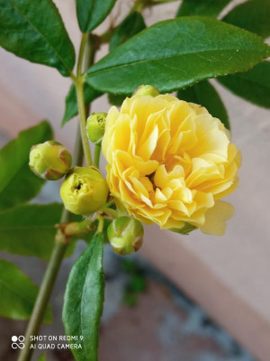 Rosa banksia lutea-3.jpg
