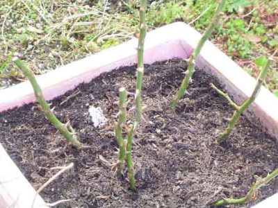 Oriane_04_08.JPG