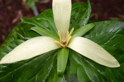 Trillium_californicum_6.JPG