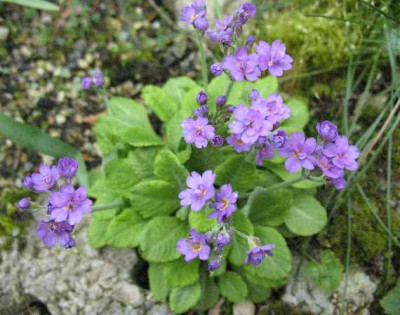 4.4.08._Primula_modesta_Flore_Plena_.JPG