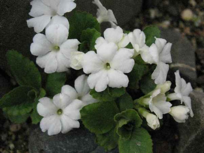 4.4.08._Primula_x_loiseleurri_Lismore_Yellow_.JPG
