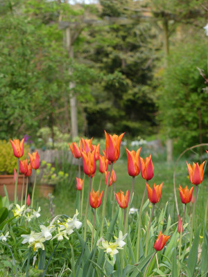 2022-04-27 Gartenimpressionen 2.jpg