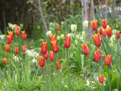 2022-04-29 Gartenimpressionen 7.jpg