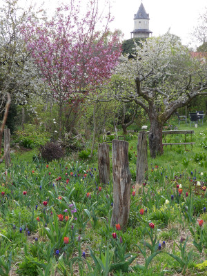 2022-04-29 Garteneinblick 6.jpg