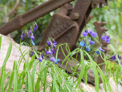 2022-04-29 Lathyrus vernus.jpg