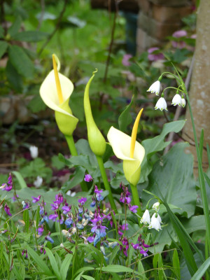 2022-04-29 Gartenimpressionen 8.jpg