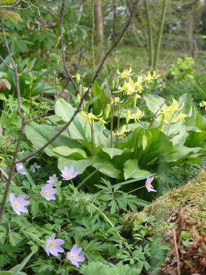2022-04-27 Gartenimpressionen 12.jpg