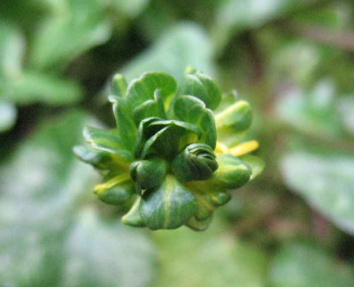4.4.08._Ranunculus_ficaria_Green_Petal_.JPG