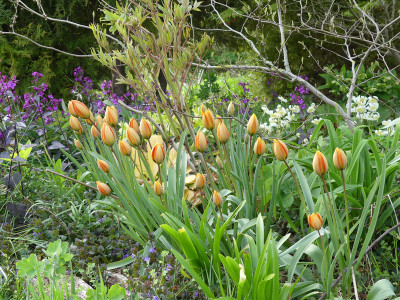 2022-04-27 Tulipa whittallii'Major'.jpg