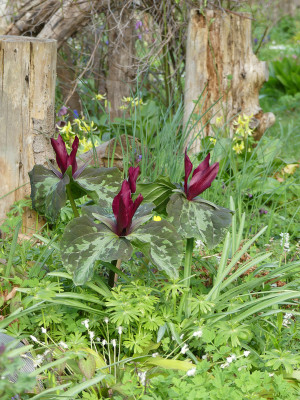 2022-04-27 Trillium chloropetalum.jpg