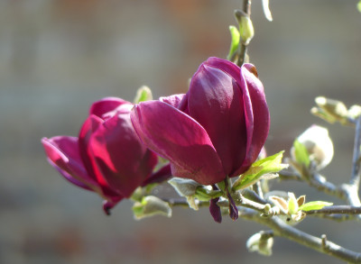 2022-04-23 Magnolia 'Genie' 1.jpg