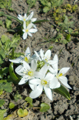 DSCN3790_Ornithogalum_balansae.jpg