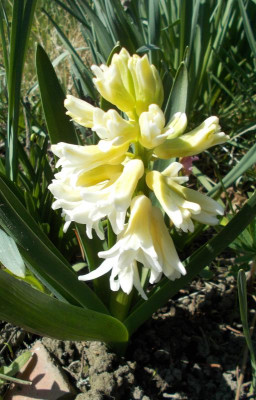 DSCN3793_Hyacinthus.jpg