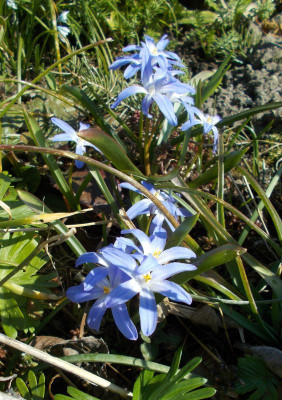 DSCN3796_Chionodoxa.jpg